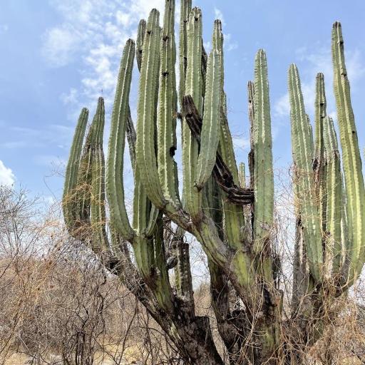 Candelabro Cactus (Pachycereus weberi)