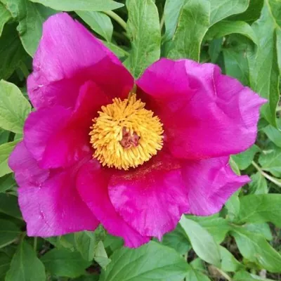 Wild peony (Paeonia mascula)