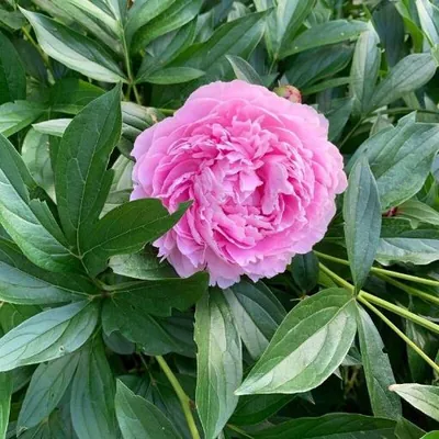 Common peony (Paeonia officinalis)