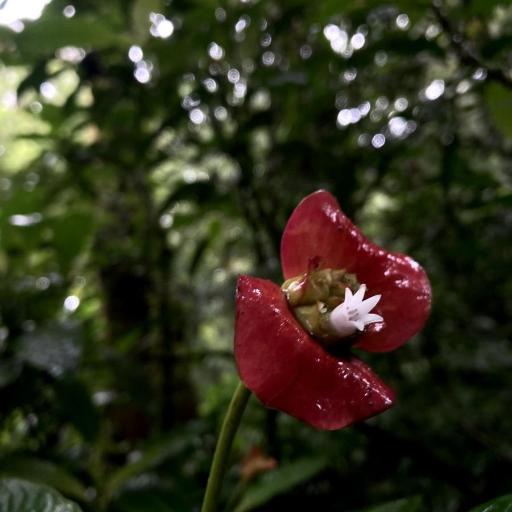 Palicourea elata (Palicourea elata)