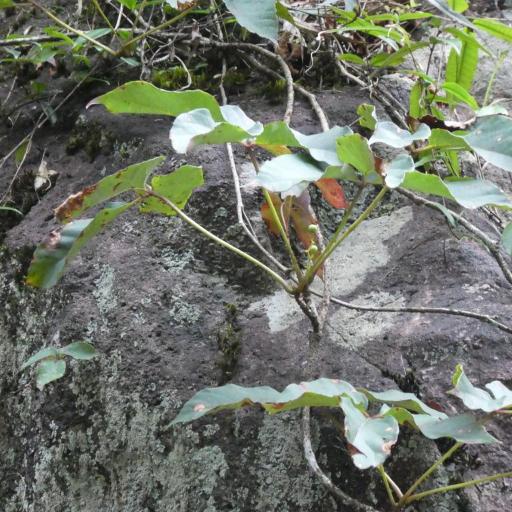 Chinese Ivy (Parthenocissus dalzielii)
