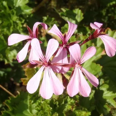 Zonal Geranium (Pelargonium zonale)