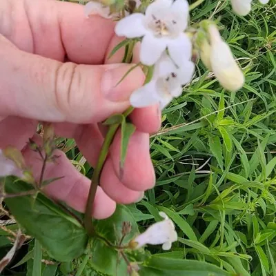 Foxglove Beardtongue (Penstemon digitalis)