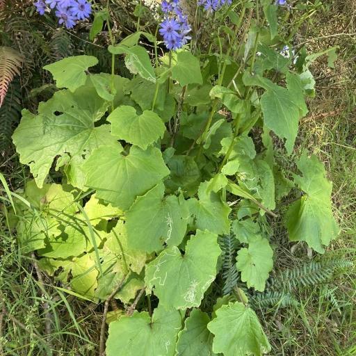 Chalk Plant (Pericallis)