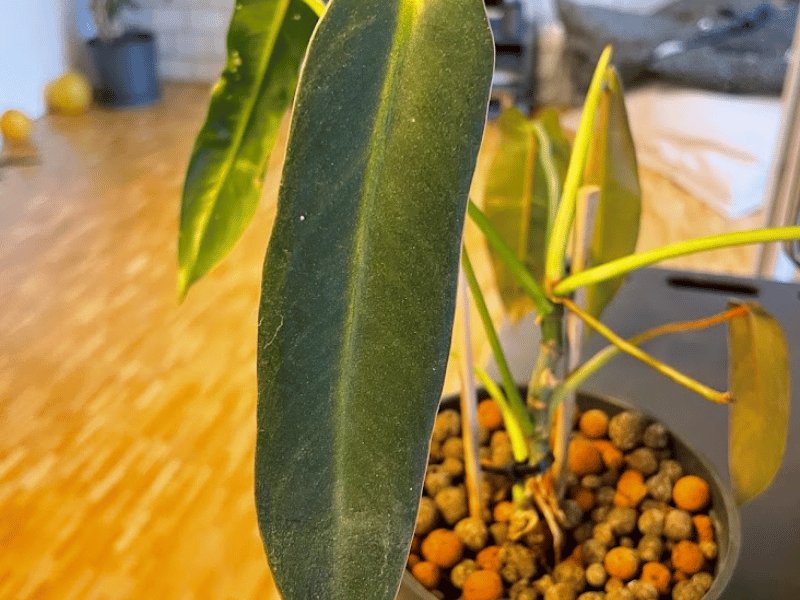 Philodendron Spiritus Sancti (Philodendron spiritus-sancti)