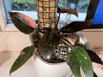 Philodendron erubescens 'Pink Princess' (Philodendron erubescens 'Pink Princess')