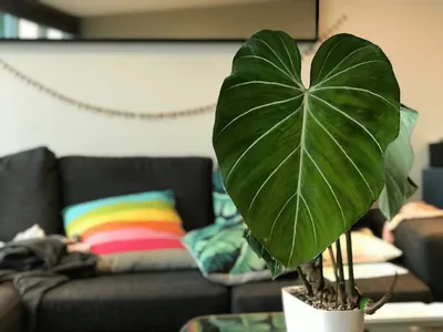 Velvet Philodendron (Philodendron gloriosum)