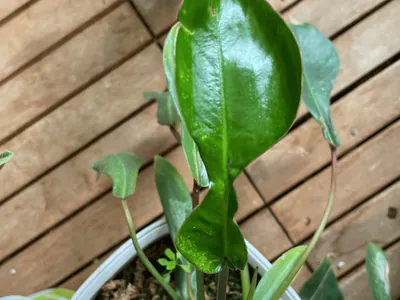 Philodendron joepii (Philodendron joepii)