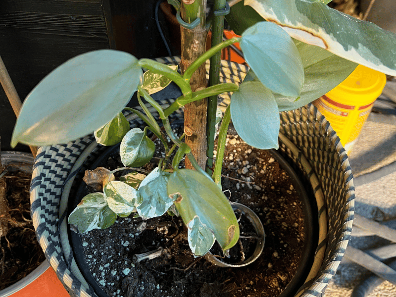 Heartleaf Philodendron (Philodendron subhastatum)