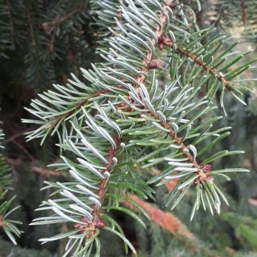 Serbian Spruce (Picea omorika)