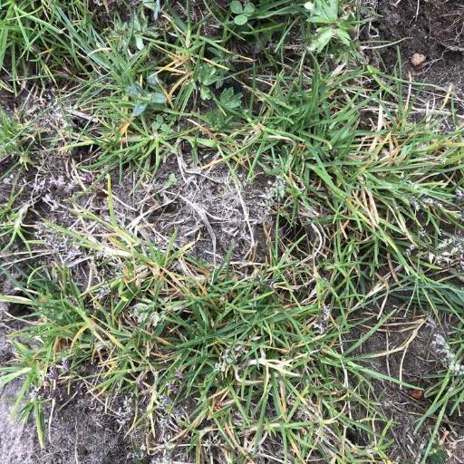 Creeping Meadow Grass (Poa supina)