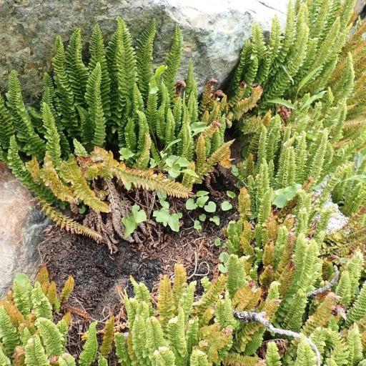 Lemmon's Sword Fern (Polystichum lemmonii)