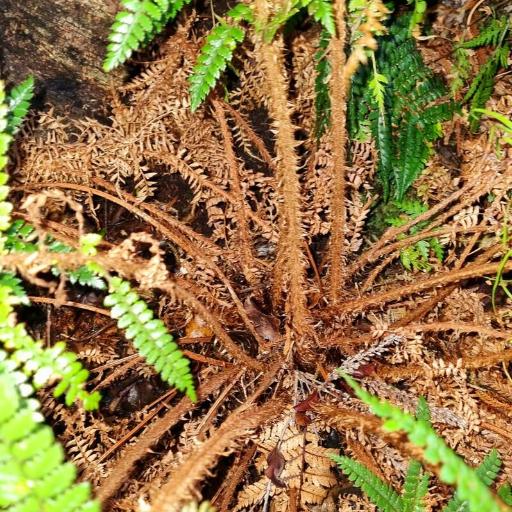Prickly Shield Fern (Polystichum vestitum)