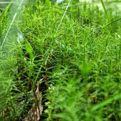 Common Haircap Moss (Polytrichum commune)