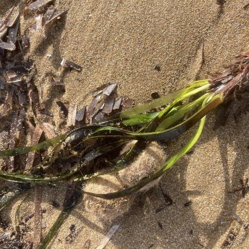 Neptune Grass (Posidonia oceanica)