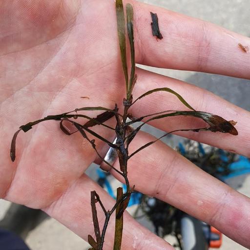 Oblong Pondweed (Potamogeton obtusifolius)