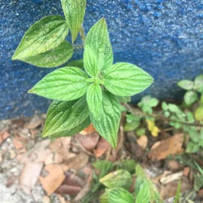 False Nettle (Pouzolzia zeylanica)