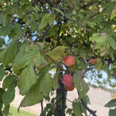 Mexican Plum (Prunus mexicana)