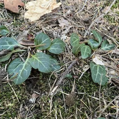 Whitevein wintergreen (Pyrola picta)