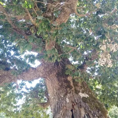 Quercus canariensis (Quercus canariensis)
