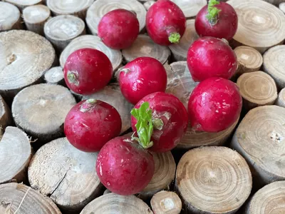 Radish (Raphanus sativus)