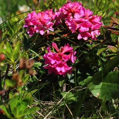 Rusty-leaved Rhododendron (Rhododendron ferrugineum)