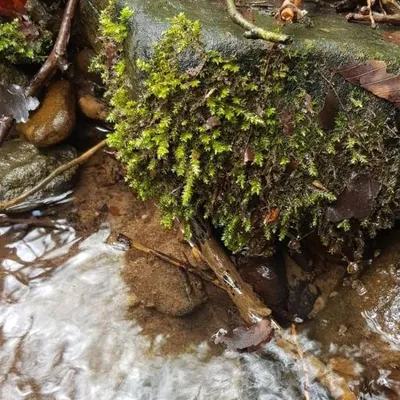 River Brachythecium Moss (Rhynchostegium riparioides)