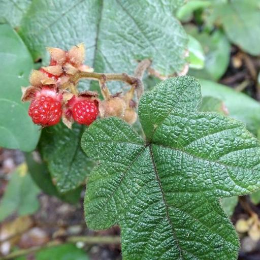 Bramble (Rubus reflexus)