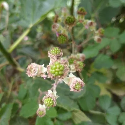 Elm-leaf blackberry (Rubus ulmifolius)