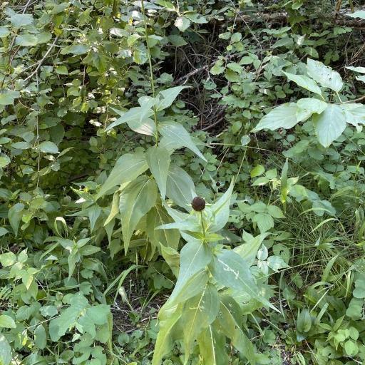 Western Coneflower (Rudbeckia occidentalis)