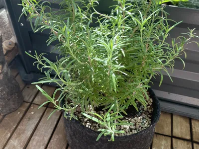 Rosemary (Salvia rosmarinus)