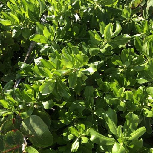 Beach Cabbage (Scaevola taccada)