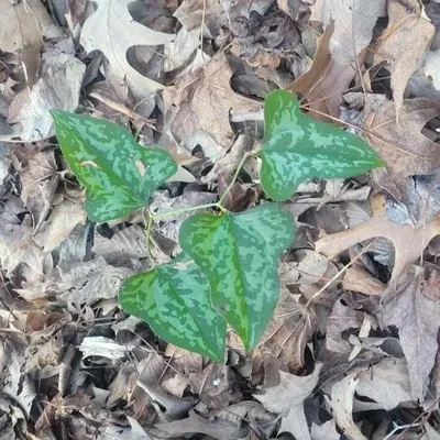 Bristleleaf smilax (Smilax bona-nox)