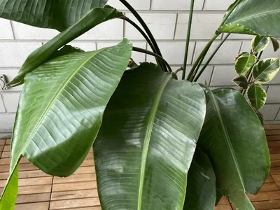 White Bird Of Paradise (Strelitzia nicolai)