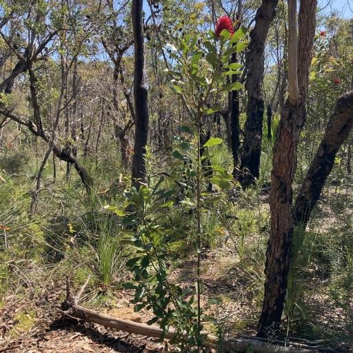 Waratah (Telopea speciosissima)