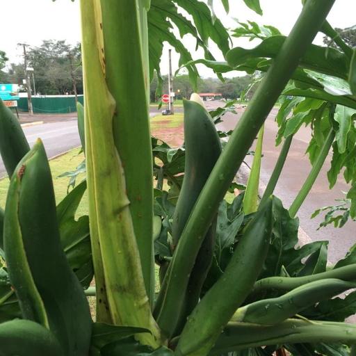 Hope Philodendron (Thaumatophyllum)