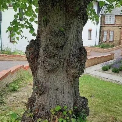 Large-leaved Lime (Tilia platyphyllos)