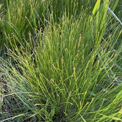 Tufted Club-rush (Trichophorum cespitosum)