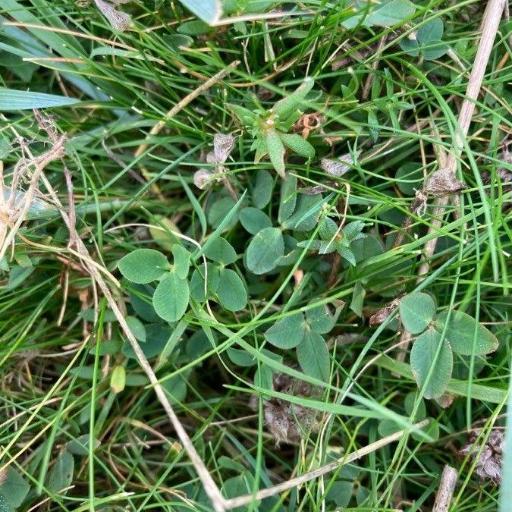 Strawberry Clover (Trifolium fragiferum)