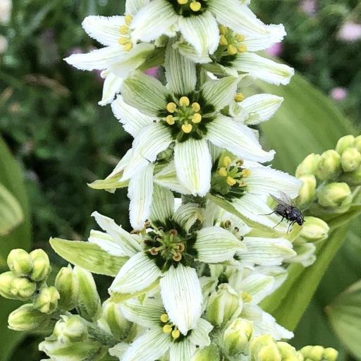 White hellebore (Veratrum album)