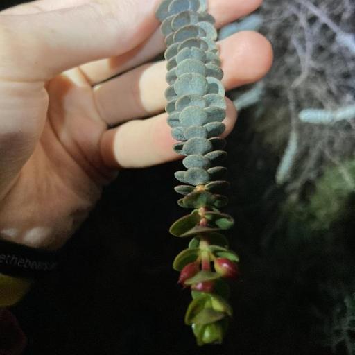 Grand Featherflower (Verticordia grandis)