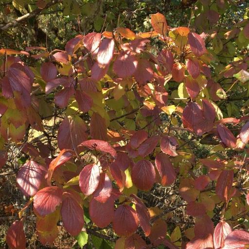 Oregon Viburnum (Viburnum ellipticum)