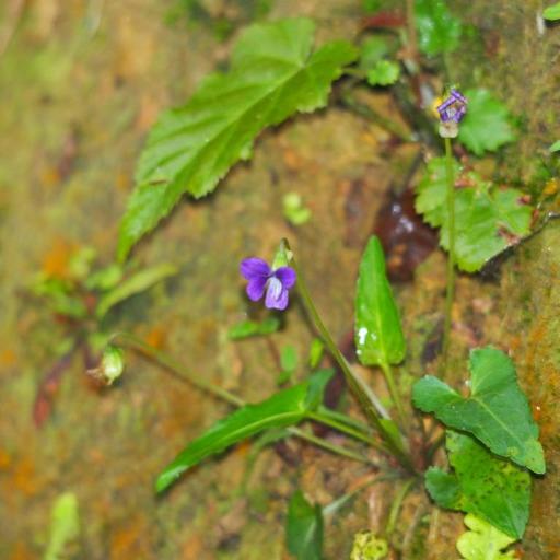 River Violet (Viola betonicifolia)
