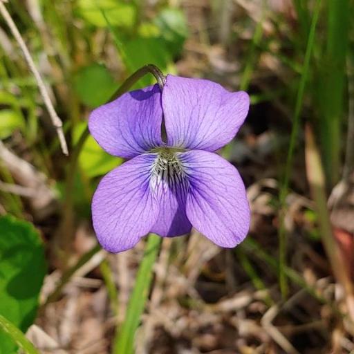 Northern bog violet (Viola nephrophylla)