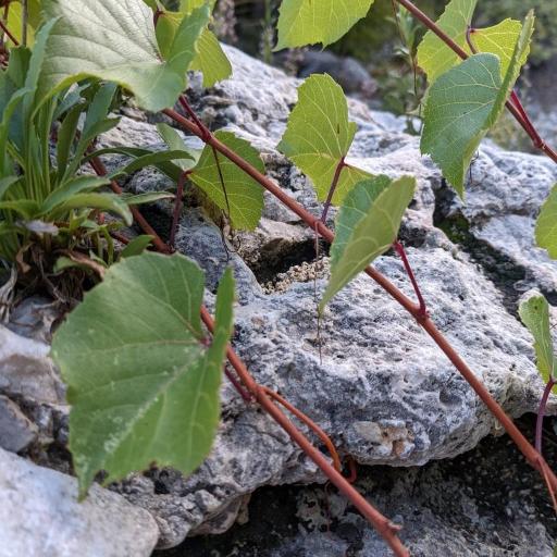 Arizona Grape (Vitis arizonica)