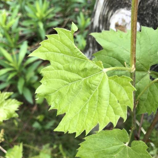 Riverbank Grape (Vitis riparia)