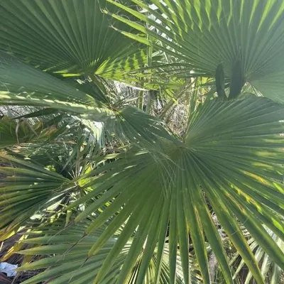 Mexican Fan Palm (Washingtonia robusta)