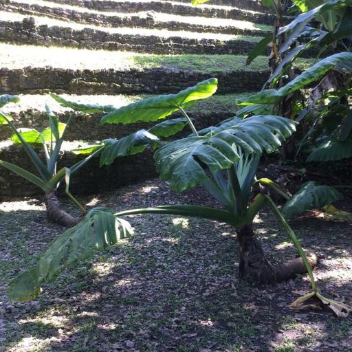 Giant Taro (Xanthosoma robustum)