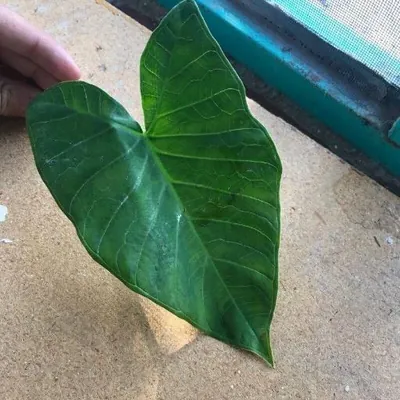 Xanthosoma (Xanthosoma sagittifolium)