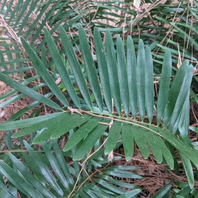 Coontie (Zamia integrifolia)